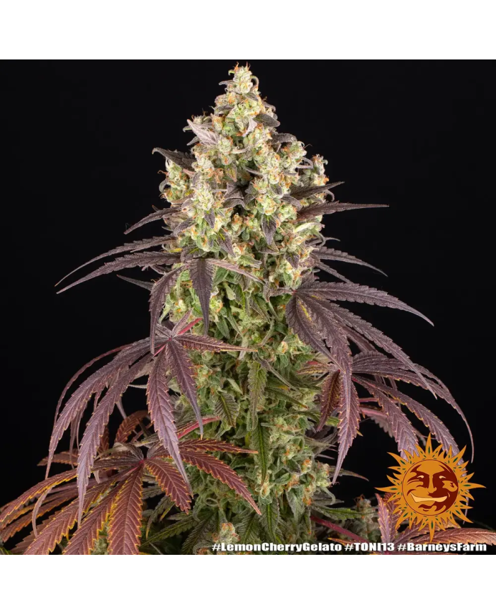 Semillas Lemon Cherry Gelato Barney's Farm | 33% THC | Stock Limitado