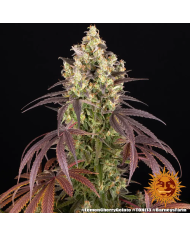 Semillas Lemon Cherry Gelato Barney's Farm | 33% THC | Stock Limitado