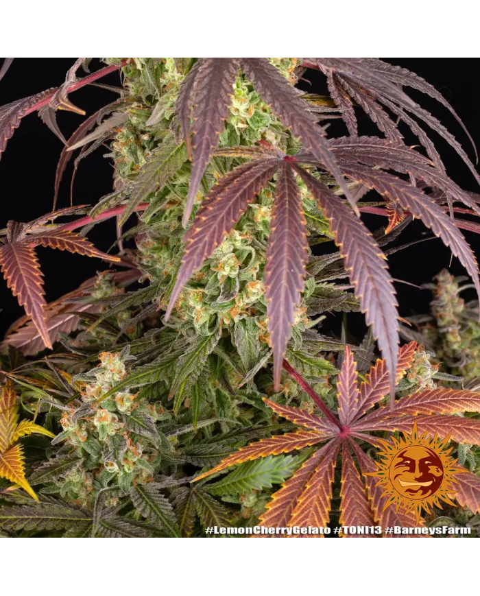 Semillas Lemon Cherry Gelato Barney's Farm | 33% THC | Stock Limitado