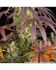 Semillas Lemon Cherry Gelato Barney's Farm | 33% THC | Stock Limitado