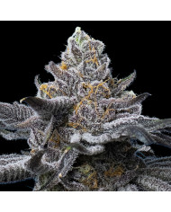 Semillas LFG Barney's Farm | 32% THC | Híbrido Premium