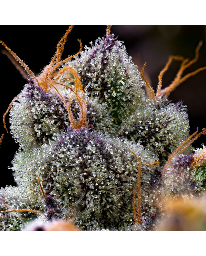Semillas LFG Barney's Farm | 32% THC | Híbrido Premium