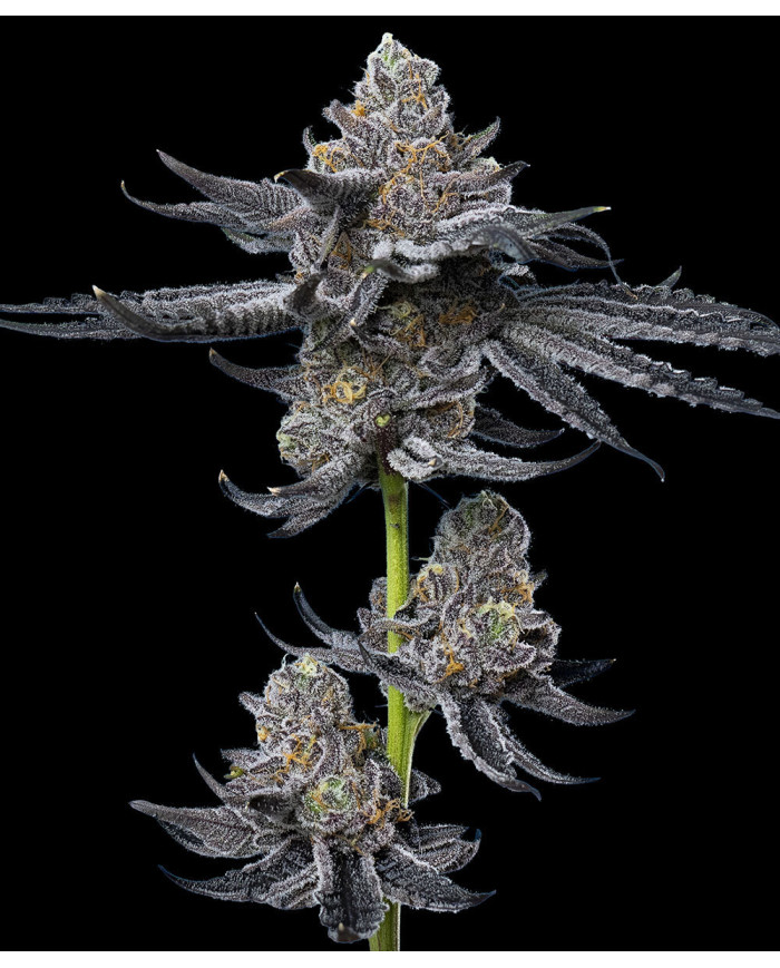 Semillas LFG Barney's Farm | 32% THC | Híbrido Premium
