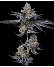 Semillas LFG Barney's Farm | 32% THC | Híbrido Premium