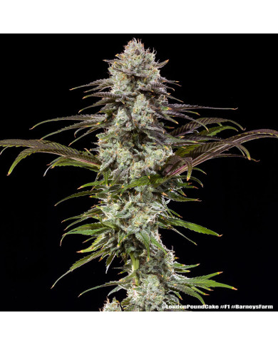 Semillas London Pound Cake Barney's Farm | 30% THC | F1 Hybrid