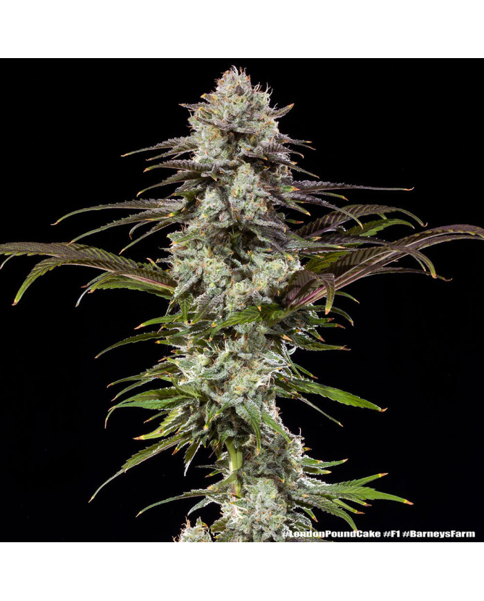 Semillas London Pound Cake Barney's Farm | 30% THC | F1 Hybrid