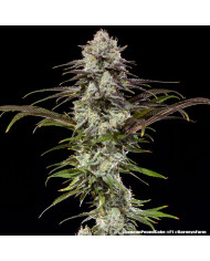Semillas London Pound Cake Barney's Farm | 30% THC | F1 Hybrid