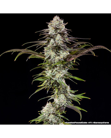 Semillas London Pound Cake Barney's Farm | 30% THC | F1 Hybrid