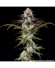 Semillas London Pound Cake Barney's Farm | 30% THC | F1 Hybrid