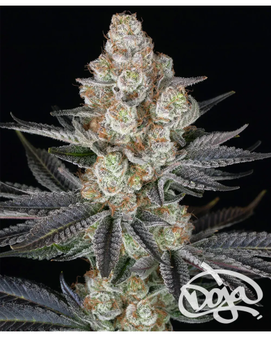 Semillas Papaya Frosting Barney's Farm | 28% THC | Collab DOJA