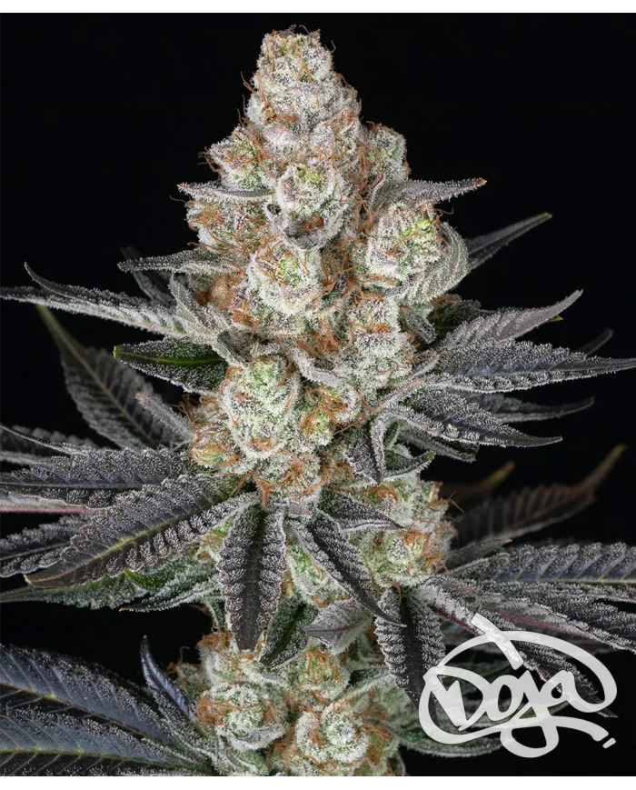 Semillas Papaya Frosting Barney's Farm | 28% THC | Collab DOJA