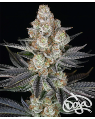 Semillas Papaya Frosting Barney's Farm | 28% THC | Collab DOJA