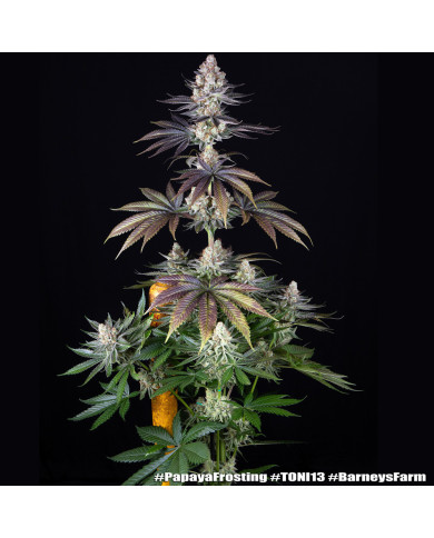 Semillas Papaya Frosting Barney's Farm | 28% THC | Collab DOJA