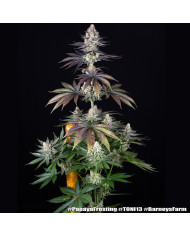 Semillas Papaya Frosting Barney's Farm | 28% THC | Collab DOJA