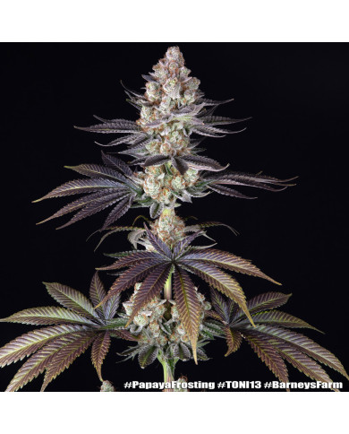 Semillas Papaya Frosting Barney's Farm | 28% THC | Collab DOJA
