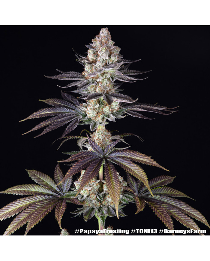 Semillas Papaya Frosting Barney's Farm | 28% THC | Collab DOJA