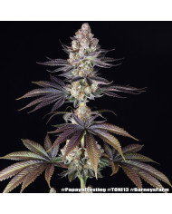 Semillas Papaya Frosting Barney's Farm | 28% THC | Collab DOJA