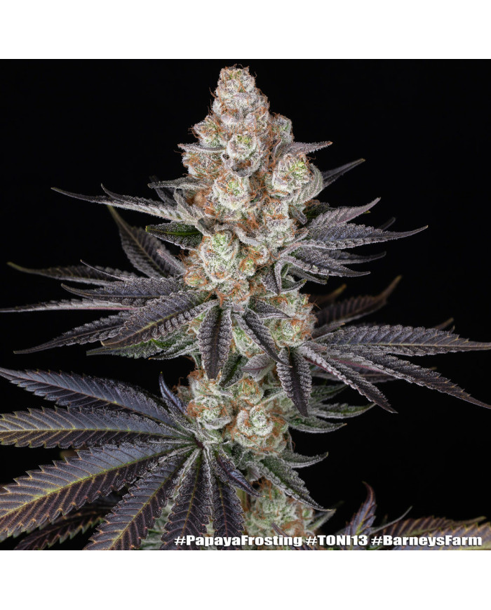 Semillas Papaya Frosting Barney's Farm | 28% THC | Collab DOJA