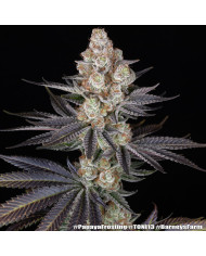 Semillas Papaya Frosting Barney's Farm | 28% THC | Collab DOJA