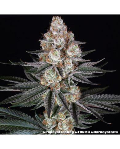 Semillas Papaya Frosting Barney's Farm | 28% THC | Collab DOJA
