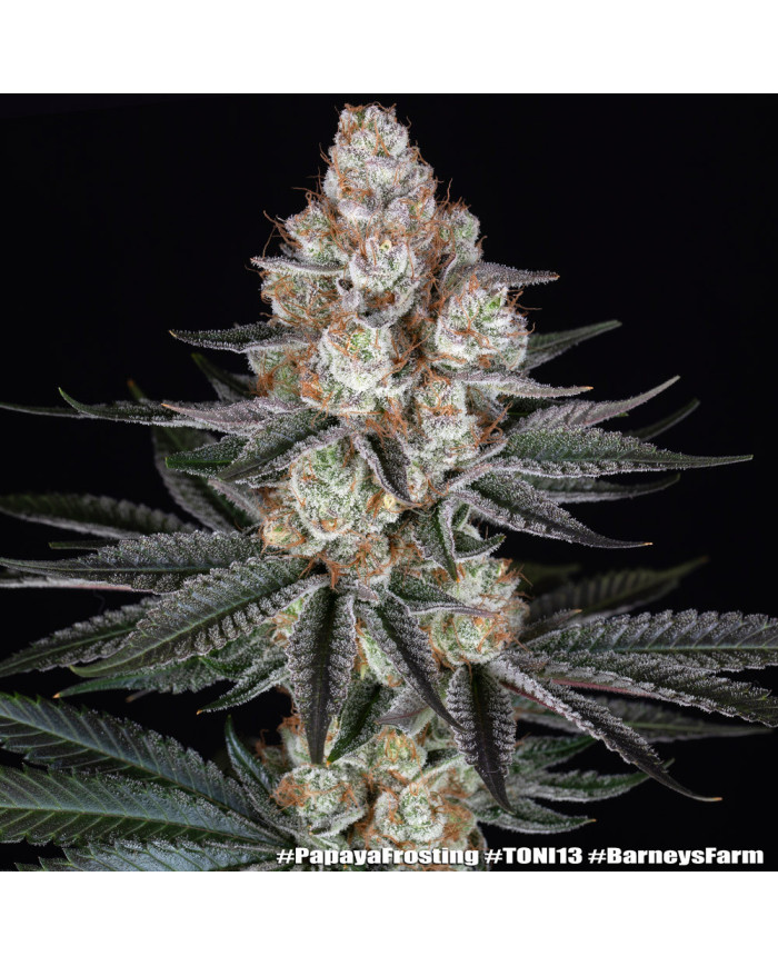 Semillas Papaya Frosting Barney's Farm | 28% THC | Collab DOJA