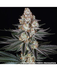 Semillas Papaya Frosting Barney's Farm | 28% THC | Collab DOJA