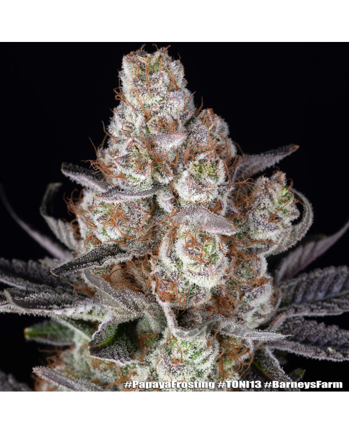 Semillas Papaya Frosting Barney's Farm | 28% THC | Collab DOJA