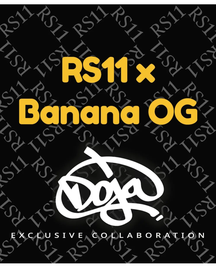 Semillas RS11 x Banana OG Barney's Farm | 32% THC | Collab DOJA