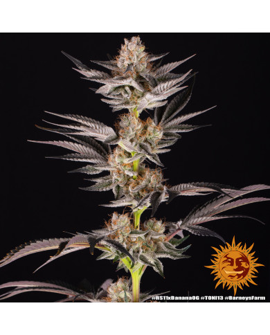 Semillas RS11 x Banana OG Barney's Farm | 32% THC | Collab DOJA