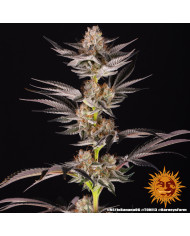 Semillas RS11 x Banana OG Barney's Farm | 32% THC | Collab DOJA
