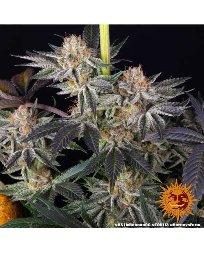 Semillas RS11 x Banana OG Barney's Farm | 32% THC | Collab DOJA