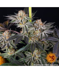 Semillas RS11 x Banana OG Barney's Farm | 32% THC | Collab DOJA