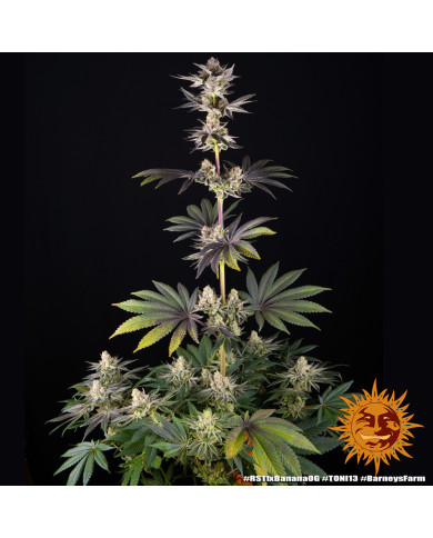 Semillas RS11 x Banana OG Barney's Farm | 32% THC | Collab DOJA