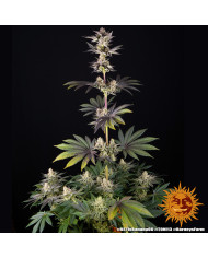 Semillas RS11 x Banana OG Barney's Farm | 32% THC | Collab DOJA