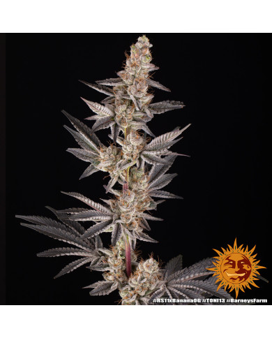 Semillas RS11 x Banana OG Barney's Farm | 32% THC | Collab DOJA