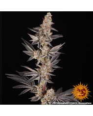 Semillas RS11 x Banana OG Barney's Farm | 32% THC | Collab DOJA