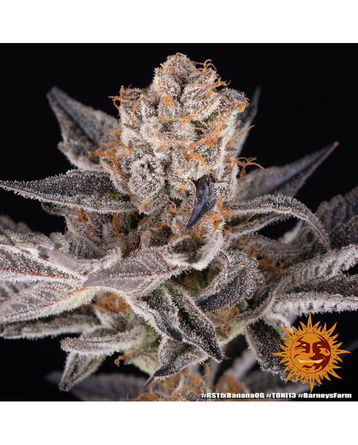 Semillas RS11 x Banana OG Barney's Farm | 32% THC | Collab DOJA