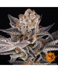 Semillas RS11 x Banana OG Barney's Farm | 32% THC | Collab DOJA