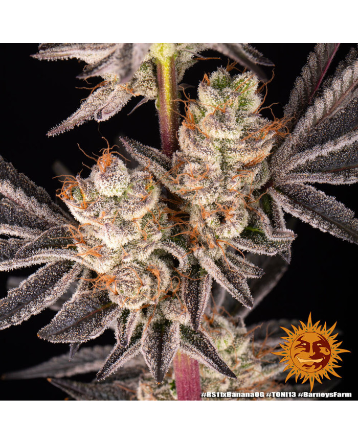 Semillas RS11 x Banana OG Barney's Farm | 32% THC | Collab DOJA
