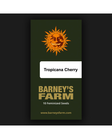 Semillas Tropicana Cherry Barney's Farm | 28% THC | Sativa 60/40