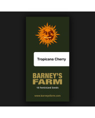 Semillas Tropicana Cherry Barney's Farm | 28% THC | Sativa 60/40
