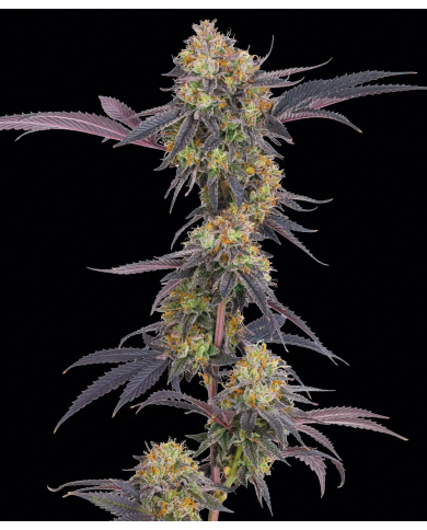 Semillas Tropicana Cherry Barney's Farm | 28% THC | Sativa 60/40