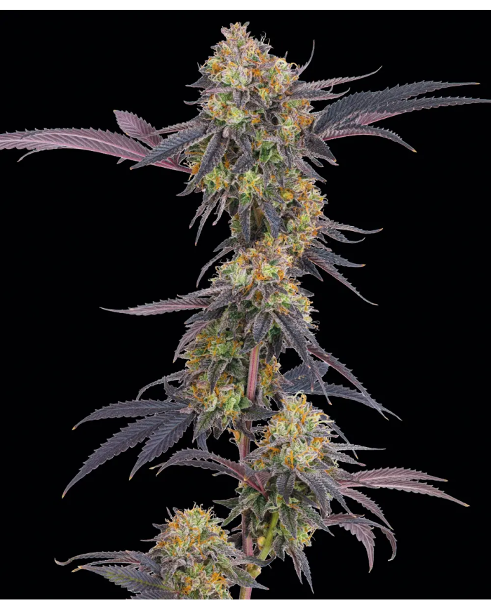 Semillas Tropicana Cherry Barney's Farm | 28% THC | Sativa 60/40
