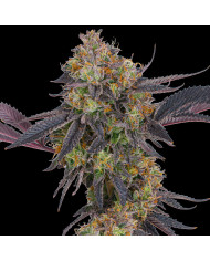 Semillas Tropicana Cherry Barney's Farm | 28% THC | Sativa 60/40