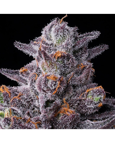 Semillas Zillions Barney's Farm | 32% THC | Híbrido Premium