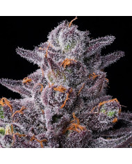 Semillas Zillions Barney's Farm | 32% THC | Híbrido Premium