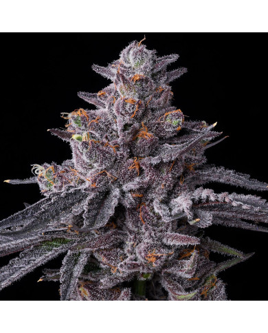 Semillas Zillions Barney's Farm | 32% THC | Híbrido Premium