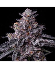 Semillas Zillions Barney's Farm | 32% THC | Híbrido Premium