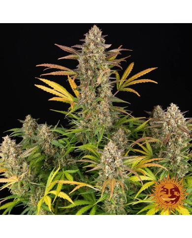 Semillas Amnesia Haze Auto de Barney’s Farm