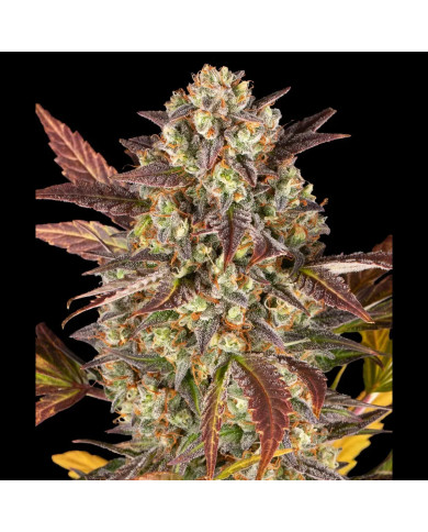 Planta de Amnesia Haze Auto de Barney’s Farm en floración
